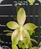 Phal. tetraspis Wisp - mit 2 Bltenrispen